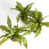 Plum & Post Boston Fern Drop-Ins, Set Of 3 - 2 of 4