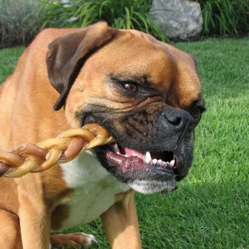 Pawstruck 7" Braided Bully Sticks for Dogs - Natural Bulk Dog Dental Treats & Healthy Chews, Chemical Free, 7 inch Best Low Odor Pizzle Stix, 3 of 6