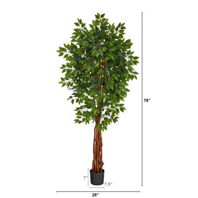 Elegant 6.5ft Green Ficus in Black Planter for Indoor/Outdoor Decor