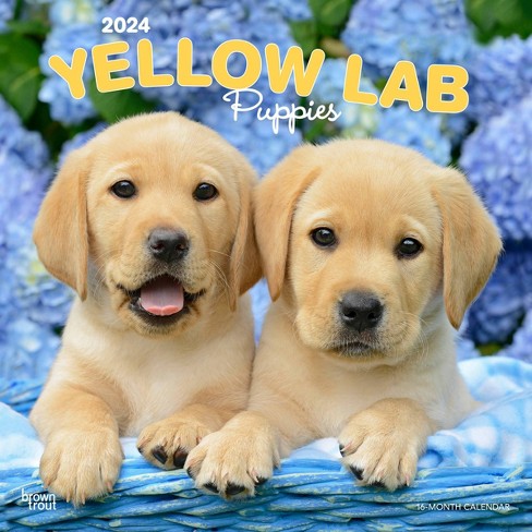 yellow lab puppy