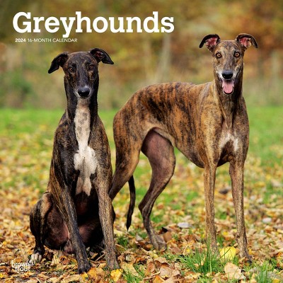 Browntrout 2024 Wall Calendar 12x12 Greyhounds Target   GUEST 772987f6 B166 489f B283 758c6dc52e4c