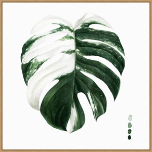 30" x 30" Variegated Monstera II by Grace Popp Framed Canvas Wall Art Print - Amanti Art - 1 of 4