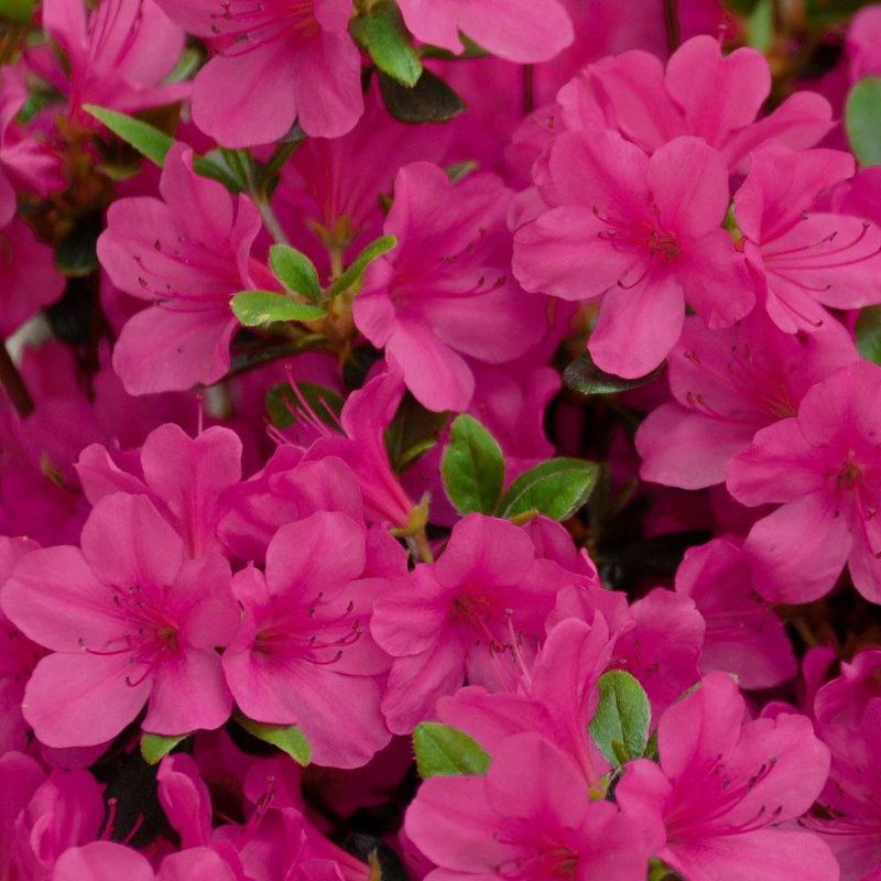 2.25gal Rene Michelle Azalea Plant with Pink Blooms - National Plant Network, 1 of 5