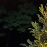 gray cushion/brown wicker