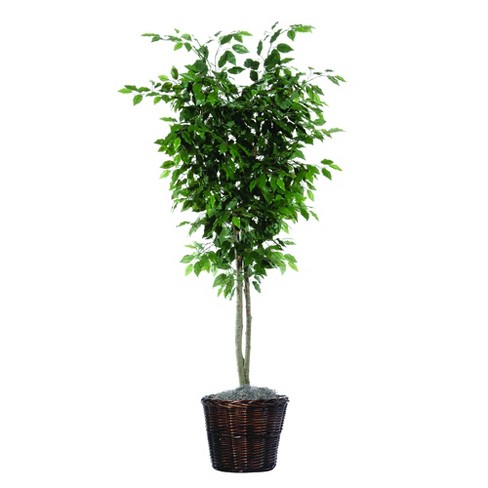 73 Inch Green Ficus Artificial Tree With Black Plastic Pot