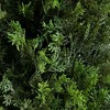 Nearly Natural 5-ft UV Resistant Artificial Cedar Tree in Decorative White Planter (Indoor/Outdoor) - 3 of 4