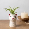 Funky Grasslands Cheetah Plant - Good Little Garden™ - 2 of 3