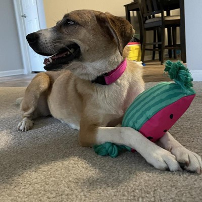 Using high quality a pool noodle as a dog cone