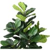 Artificial Tree - Faux 50" Potted Fiddle Leaf Fig Tree - FXP2002 - Green - Safavieh - 4 of 4