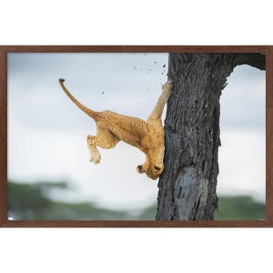 Trends International The Comedy Wildlife Photography Awards: Jennifer Hadley - Not So Cat Like Framed Wall Poster Prints - 1 of 4