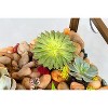 D'Eco Square Terrarium Display End Table w/Reinforced Glass in Gold Iron (18"x 18 x27") - Indoor Decor for Any Home or Office - Gift for Plant Lovers - 3 of 3