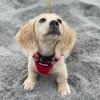 Voyager Step-In Air Dog Harness for Small and Medium Dogs - 4 of 4