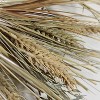 Northlight 22" Wheat and Straw Stalks Artificial Wreath - Unlit - image 3 of 4