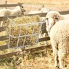 BENCMATE Pet Bowl Heavy Duty Wall Mounted Hay Feeder, Large Capacity Livestock Feeding Rack for Horses, Goats and Sheep, Silver, 24.41"*23.62"*6.3" - 2 of 4