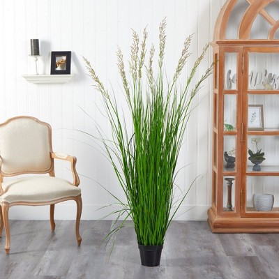 Elegant Fountain Plume Grass in Decorative Pot - 5.5ft