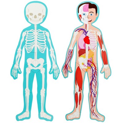 Blue Panda 17-Pcs Large Magnetic Human Body Puzzle for Kids, Double-Sided Anatomy and Organs, Skeleton, Body Parts Model (3 ft)