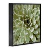 Stupell Industries Green Botanical Succulent Bloom, 24" x 24" - 3 of 4