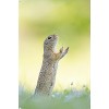 Trends International The Comedy Wildlife Photography Awards: Perdita Petzl - Conducting Unframed Wall Poster Prints - 4 of 4