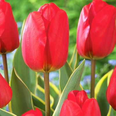 Set of 12 Bulbs Tulips Voyager - Van Zyverden