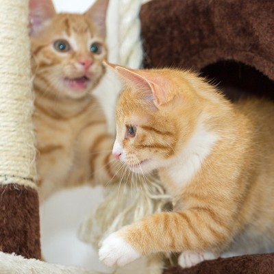 Beige 3-Tier Cat Tree with Sisal Rope Scratching Posts