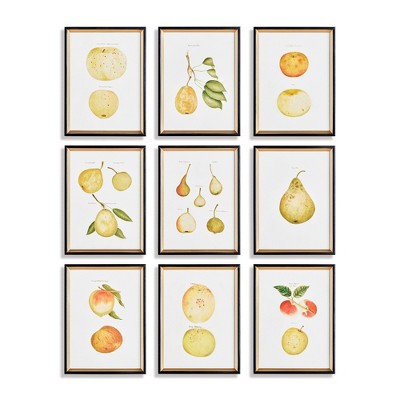Plum & Post 11.75"W x 0.75" x 15.75"H Assorted Fruits Study Framed Wall Art Set of 9
