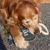 Pavilion Gift Company - Lake Dog - 12" Canvas Dog Toy on Rope - Pet Toy - 3 of 4