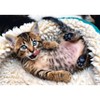 Trefl Cheerful Kitten Jigsaw Puzzle - 1000pc - 3 of 3