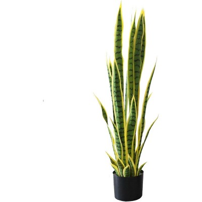 snake plant (yellow)