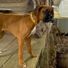 Country Brook Petz Deluxe Dog Collar - Summer Breeze Collection - Made in The U.S.A. - 3 of 4