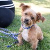 Country Brook Petz HossFit Jr Wide Martingale Dog Collar - Americana Collection - 2 of 4