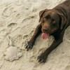 Pavilion Gift Company - Beach Dog - 11" Dog Toy on Rope - Pet Toy - 2 of 4