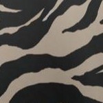 chai latte zebra