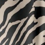 chai latte zebra