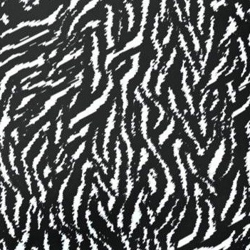 black ivory safari zebra