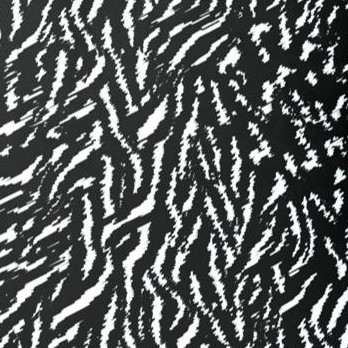 black ivory safari zebra