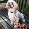Country Brook Petz Premium Dog Collar - Awesome Autumn Collection - 2 of 4