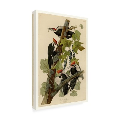 Large Tan and Green Canvas Print of Pileated Woodpeckers