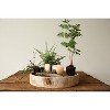 Storied Home Paulownia Wood Hand-Carved Tray - Unique Centerpiece, Coffee Table Accessory - 2 of 4