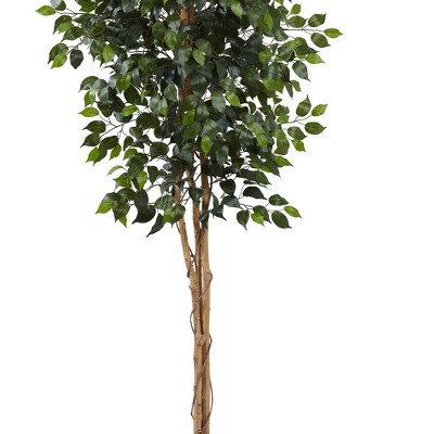 Tall Green Silk Ficus Tree in Black Plastic Pot