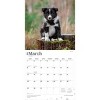 BrownTrout Border Collie Puppies 2026 12"x24" Hanging Square Wall Calendar Plastic-Free - 3 of 4