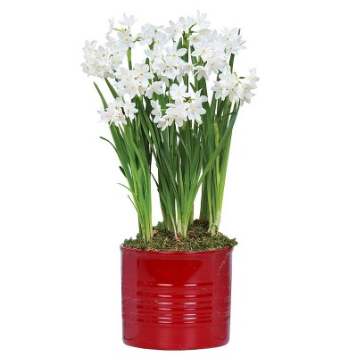 Paperwhite Kit with Ribbed Ceramic Planter Red - Van Zyverden