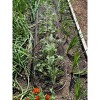 Gardener’s Supply Company Chicken Wire Cloche Garden Plot Plants Cover Protector | Sturdy Arch Metal Tunnel Cage Flowerbeds and Seedlings Garden - 2 of 4