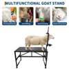 Goat Milking Stand with Feeder, Goat Stand for Trimming Hooves, with Adjustable Head Piece and Legs, 600 Lbs for Small Sheep and Goat - 3 of 4