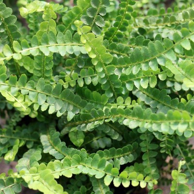 3pc Lemon Button Fern - National Plant Network