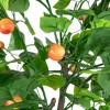 Northlight 6.5' Green and Red Potted Artificial Apple Tree with Two Tone Green Leaves - 4 of 4