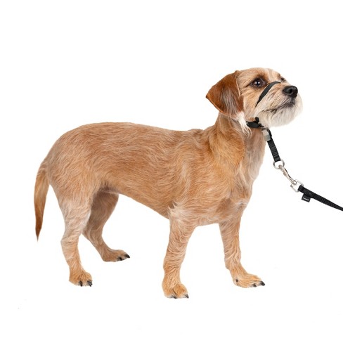 Dog on sale leader harness