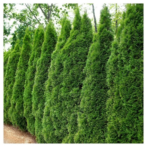 Arborvitae 'emerald Green' 1pc - National Plant Network U.s.d.a ...