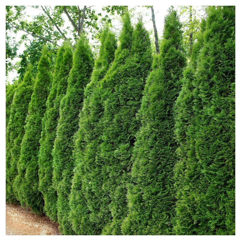 Arborvitae &#39;Emerald Green&#39; 1pc - National Plant Network U.S.D.A Hardiness Zone 4-9 - 2.25 Gallon, 1 of 5