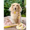 PoisePup – Luxury Pet Dog Collar – Soft Premium Italian Leather Padded Adjustable Collar for Small, Medium and Large Dogs - Sweetest Thing - 3 of 3