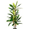 Northlight Real Touch™️Artificial Potted Two Tone Dracaena Plant - 4.5' - 3 of 4